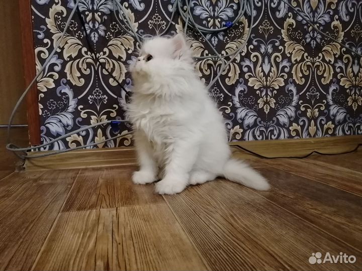 Персидские котята