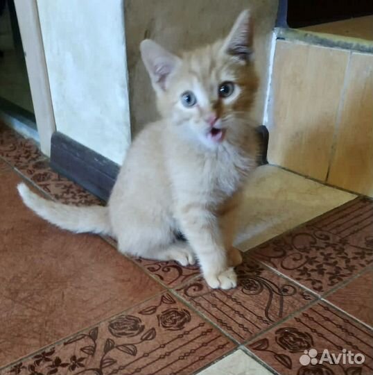Кошка