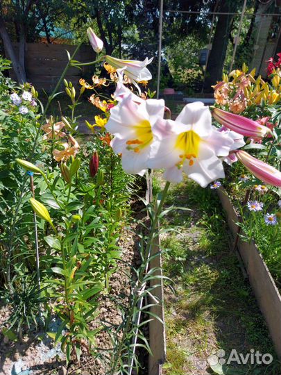 Лилия трубчатая