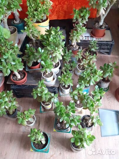 Денежное дерево