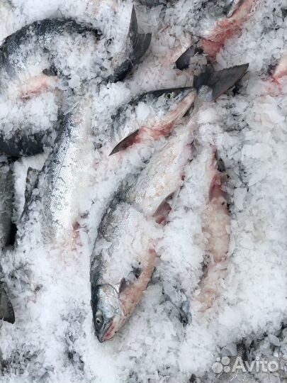 Красная икра Кижуч Кета Горбуша лучшая в Крыму