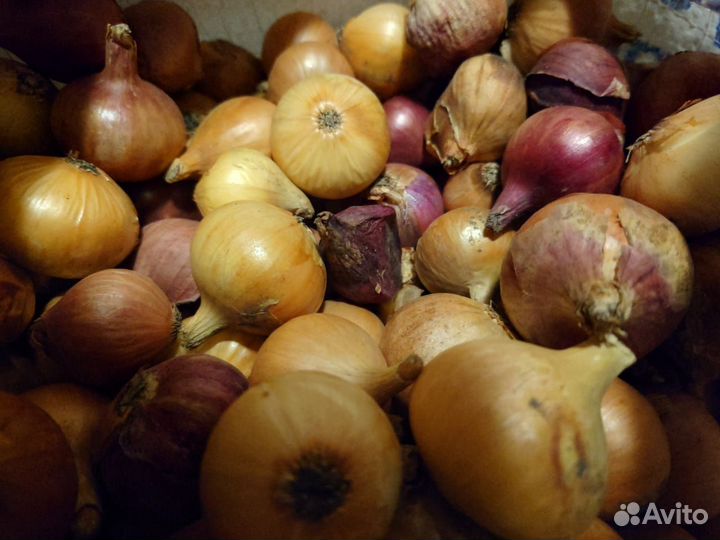 Лук средний и мелкий