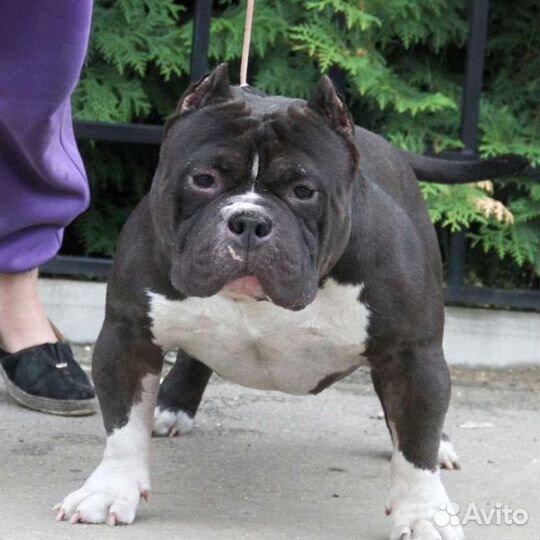 Открыт для вязок кобель