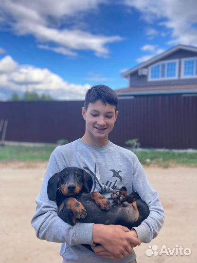 Доставка животных кошек, котят, щенк