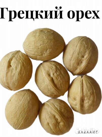 Орех грецкий
