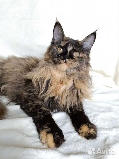 Мейн-кун с документами