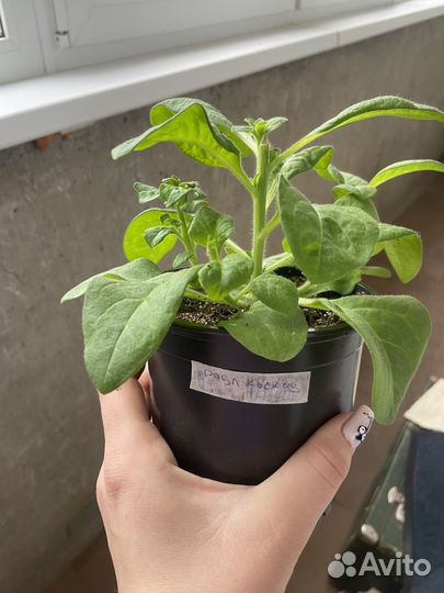 Рассада петунии махровой