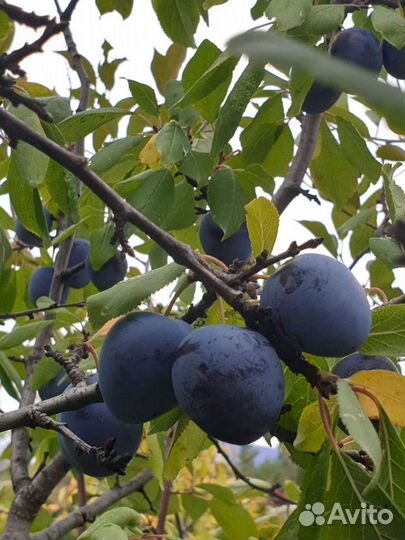 Саженцы сливы синей