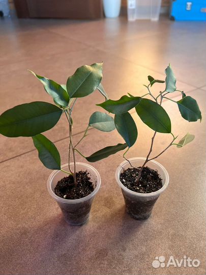 Фикус бенджамина