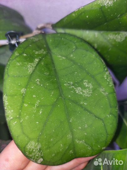 Хойи сортовые