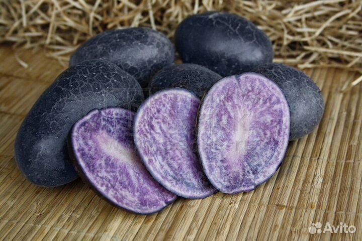 Картофель фиолетовый Синильга