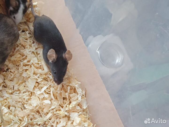 Декоративные мыши