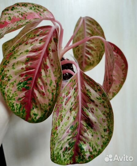 Аглаонема 10 Карат, Frozen, Sabmongkol red