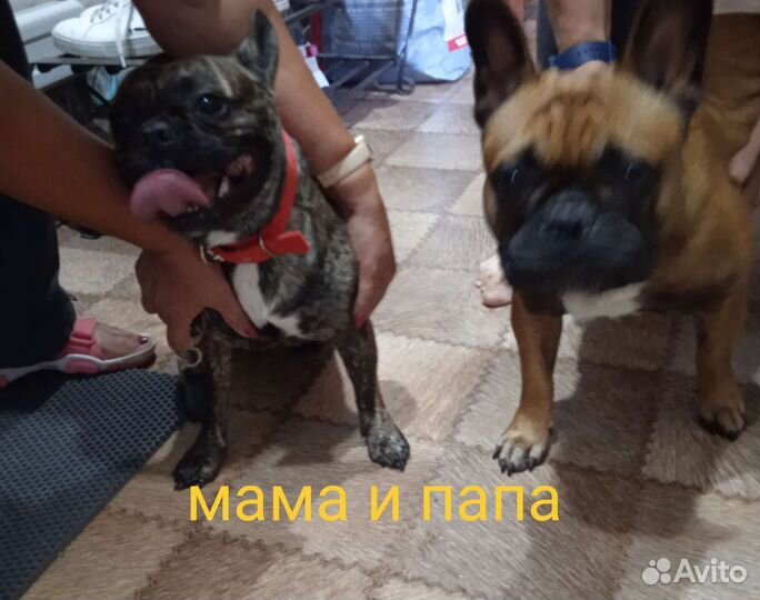 Щенки французы