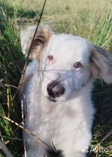 Метис маламута в добрые руки