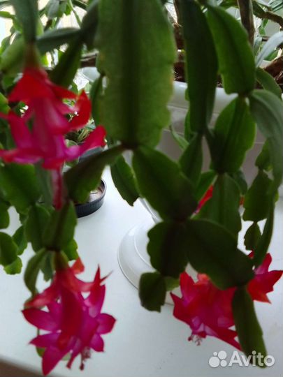 Декабрист яркоалый