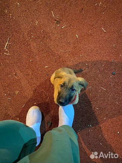 Щенок Малинуа