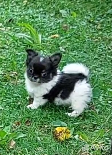 Чихуахуа мальчик длинношерстный