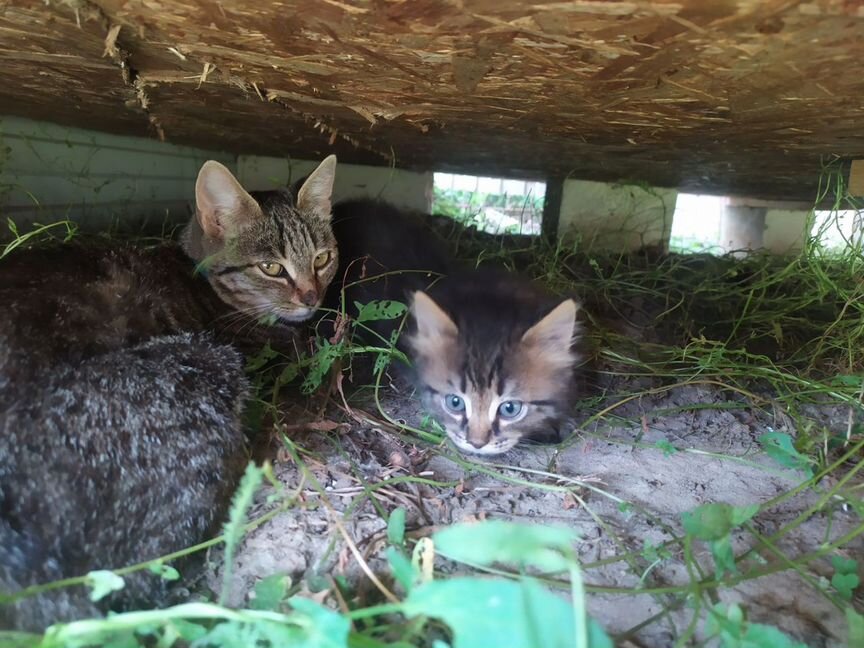 Пристраиваем котят