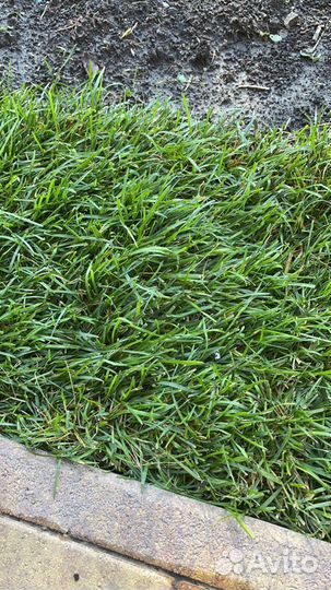 Рулонный газон (элитный, спортивный)