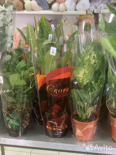 Комнатные растения цветы