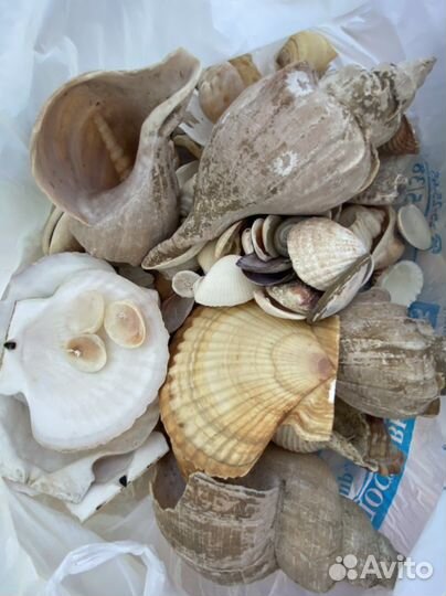 Морские ракушки раковины со сколами