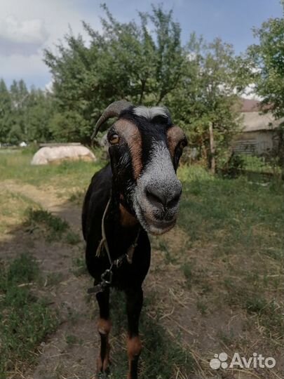 Продажа дойных коз