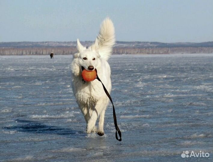 Игрушка для собак Doglike Мяч на ленте