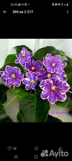 Сортовые фиалки