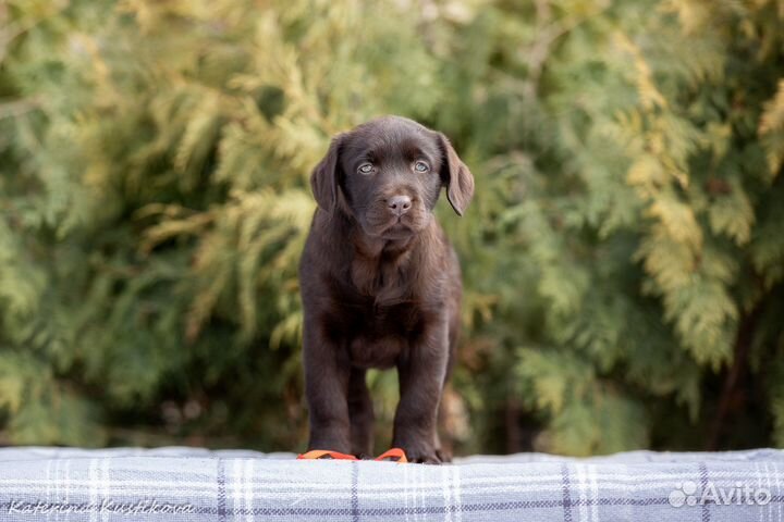 Щенки лабрадора