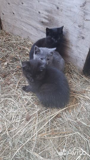 Котята в добрые руки бесплатно