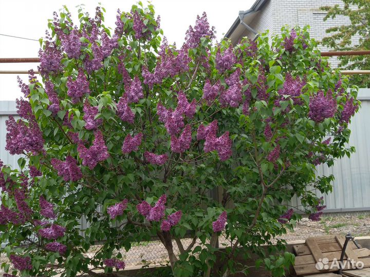 Саженцы фиолетовой сирени
