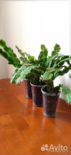 Комнатные растения (декабрист)