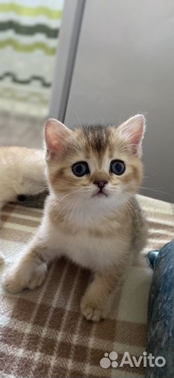 Шотландские котята