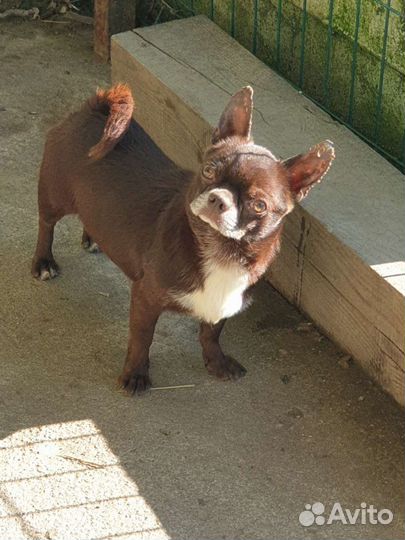 Чихуахуа из питомника