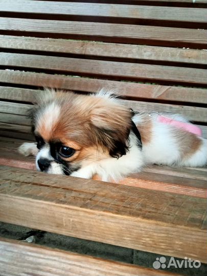 Пекинес девочка