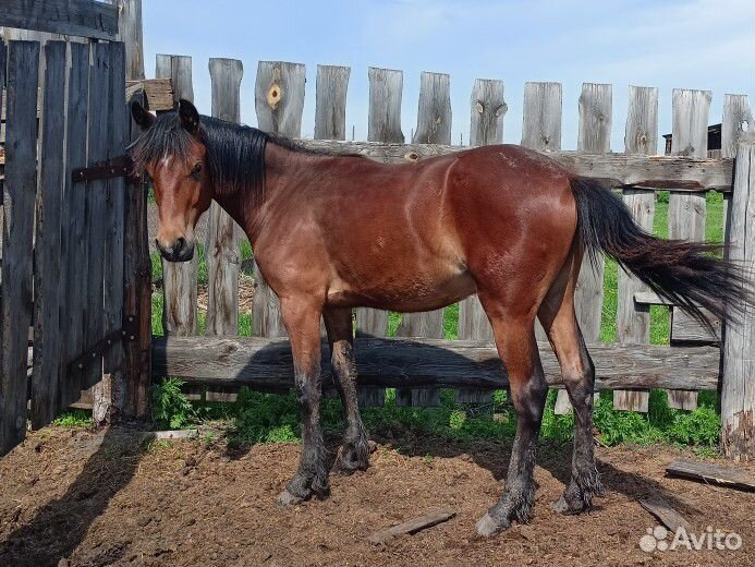 Продам жеребца