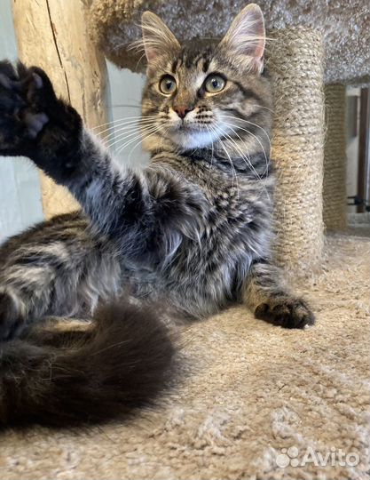 Сибирские пушистые котята