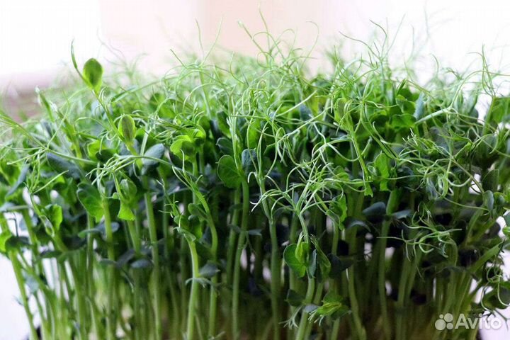 Микрозелень от Green Vitamin