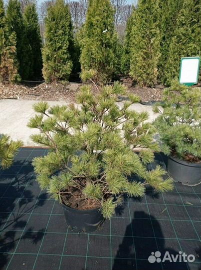 Сосна веймутова Pinus strobus/60-100 см
