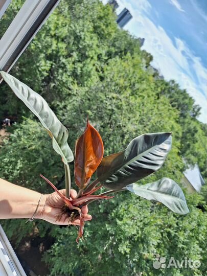 Филодендрон imperial ред