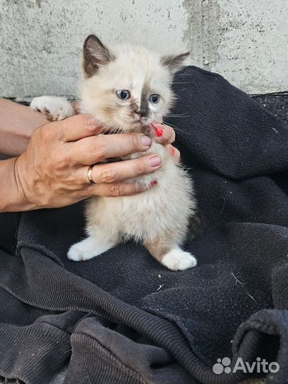Котята отдам в добрые руки бесплатно