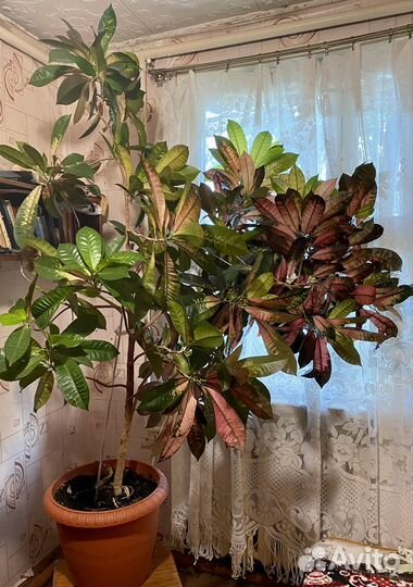 Кротон миссис айстон