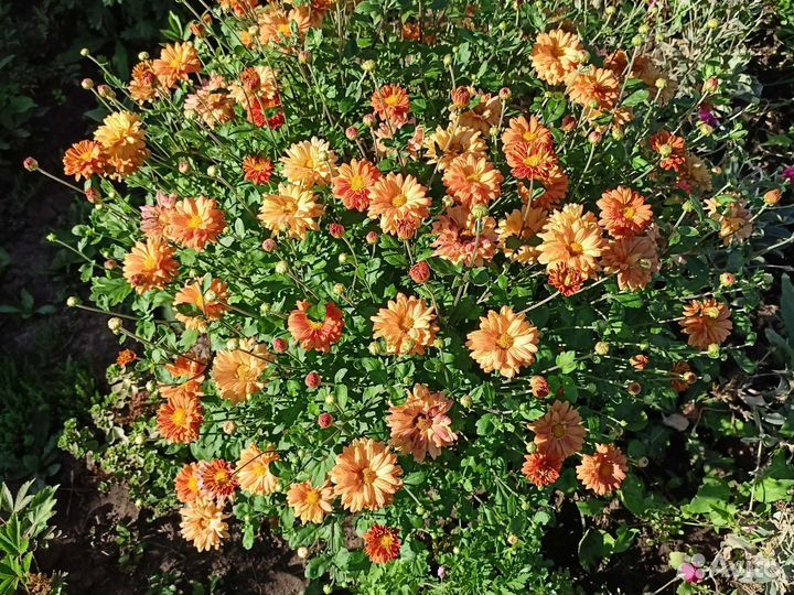 Хризантемы