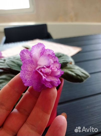 Фиалки и герань