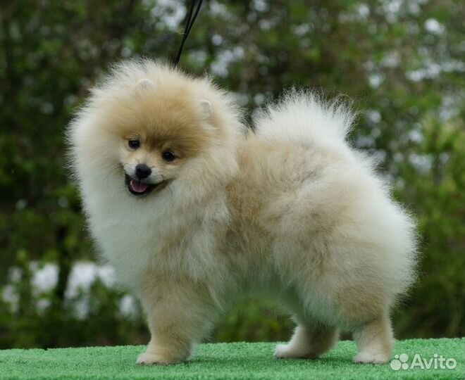 Шпиц померанский(девочка)