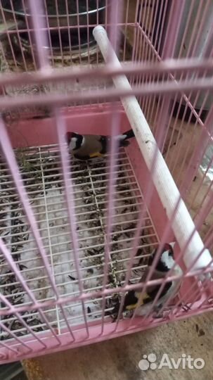 Птица щегол