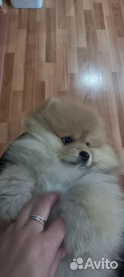 Померанский шпиц мини девочка