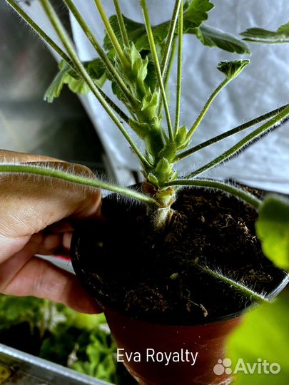 Пеларгония новинка Eva Royalty