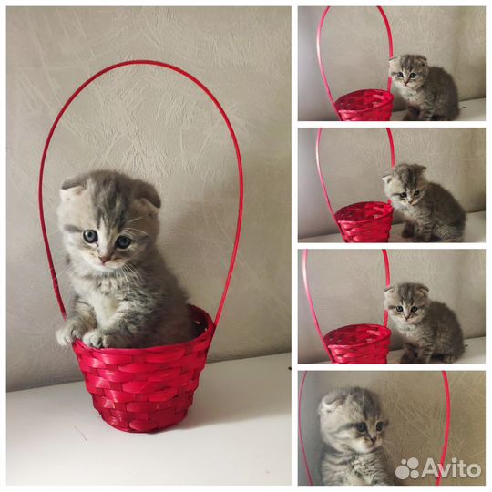 Шотландский котенок